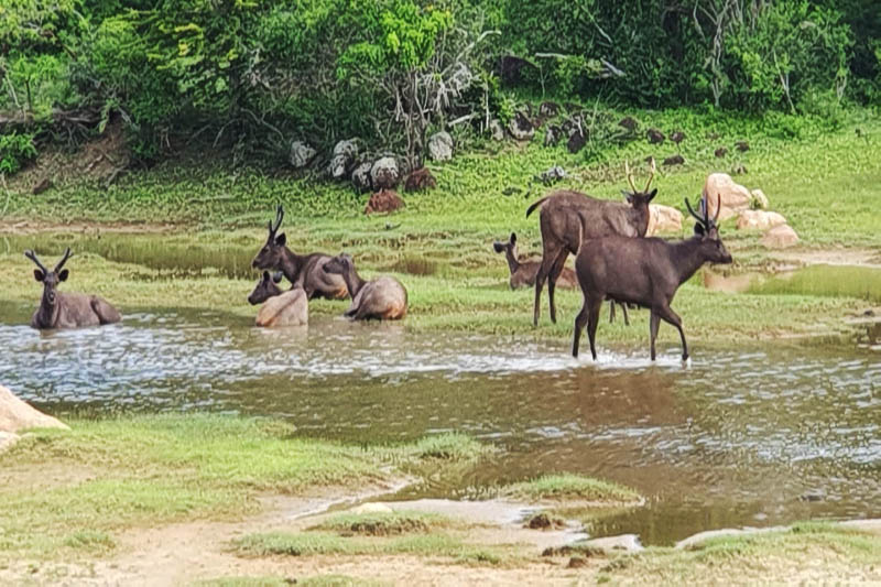Tierwelt auf Sri Lanka Reise entdecken