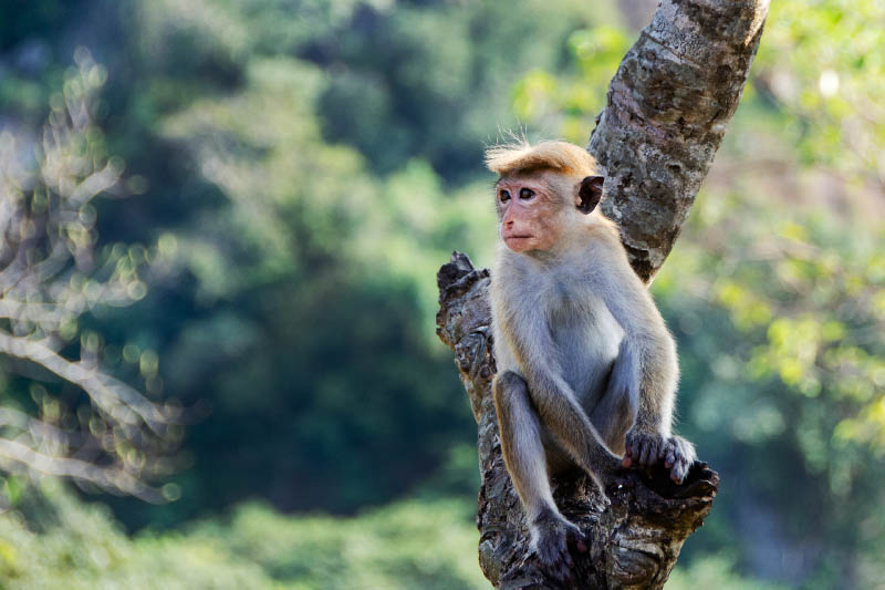 Tierwelt und Affen auf Sri Lanka Reise entdecken