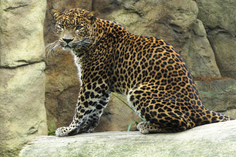 Tierwelt und Jaguar auf Sri Lanka Reise entdecken