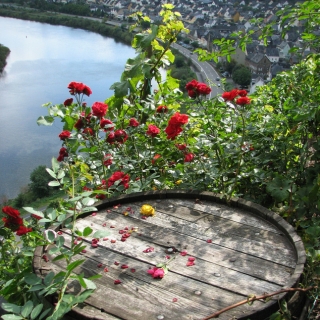 Flusskreuzfahrt mir Rollator zur Adventszeit.